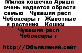 Милая кошечка Ариша очень надеется обрести семью - Чувашия респ., Чебоксары г. Животные и растения » Кошки   . Чувашия респ.,Чебоксары г.